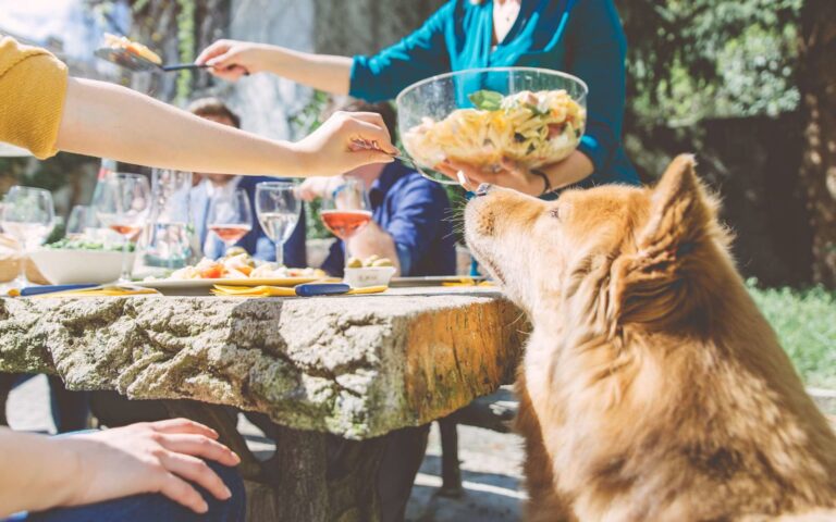 L&rsquo;alimentation du chien diabétique