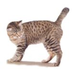 AMERICAN BOBTAIL.jpg