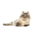 American Curl.jpg