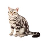 AMERICAN SHORTHAIR.jpg