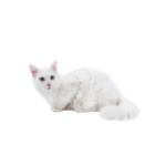 Angora Turc.jpg
