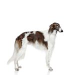 Barzoi.jpg
