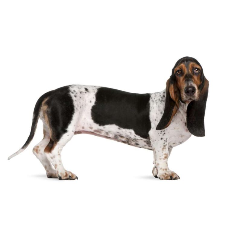 Basset Artésien Normand