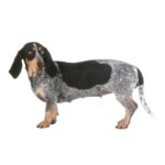 Basset Bleu de Gascogne.jpg