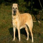 Berger d&rsquo;Anatolie Chien de Berger de Kangal.jpg