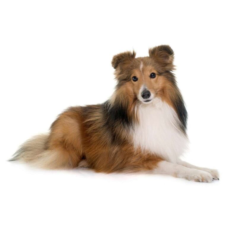 Berger des Shetland (Shetland Sheepdog)