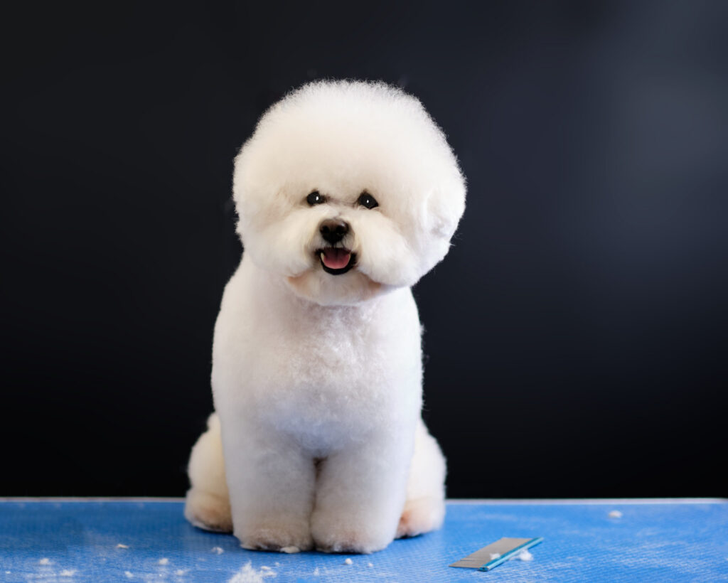 bichon frise assis sur un sol bleu fond noir