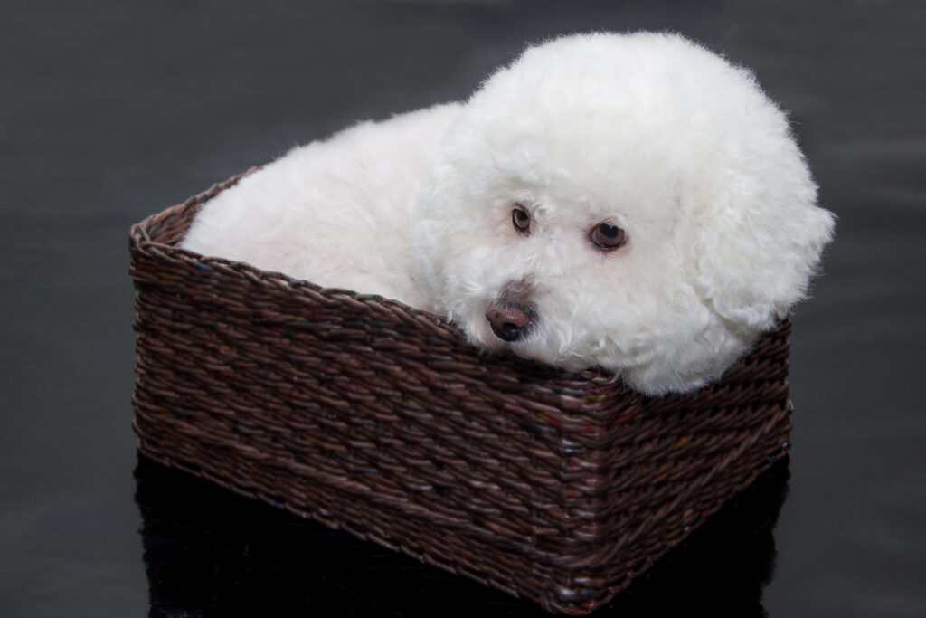 chiot bichon frise couche dans un panier en osier rectangle