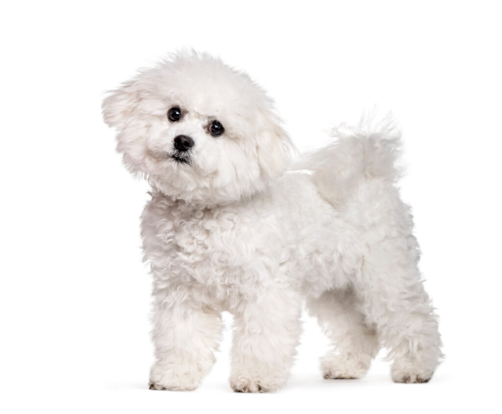 bichon frise debout sur fond blanc