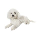 Bichon +á poils fris+®s.jpg