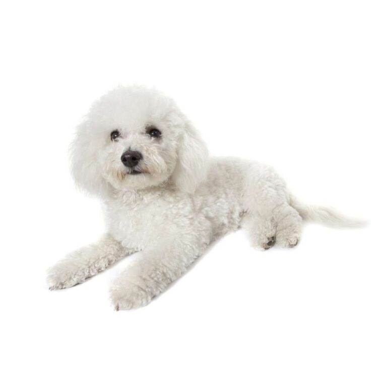 Bichon à Poil Frisé