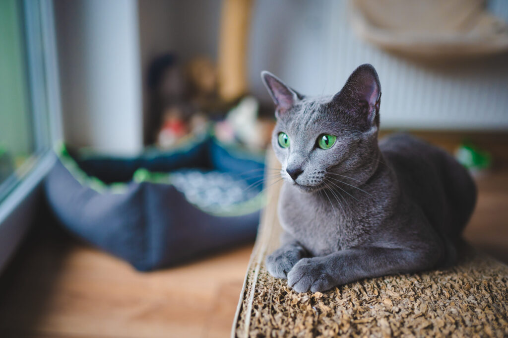chat bleu russe couche fixe devant lui