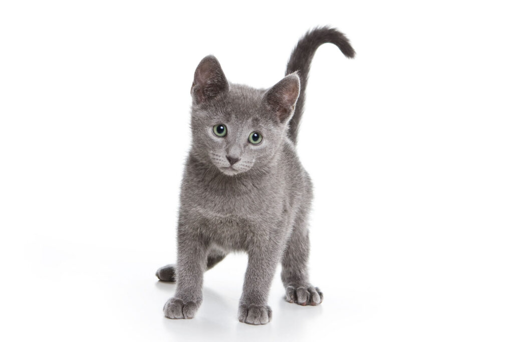 chaton bleu russe debout sur fond blanc