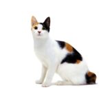 Bobtail japonais.jpg