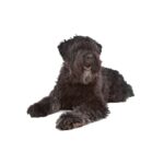 Bouvier des Flandres copie.jpg