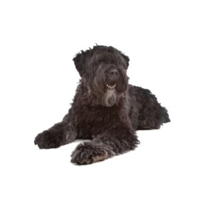 Bouvier des Flandres