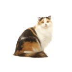 British Longhair-1410290001.jpg
