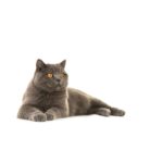British Shorthair.jpg