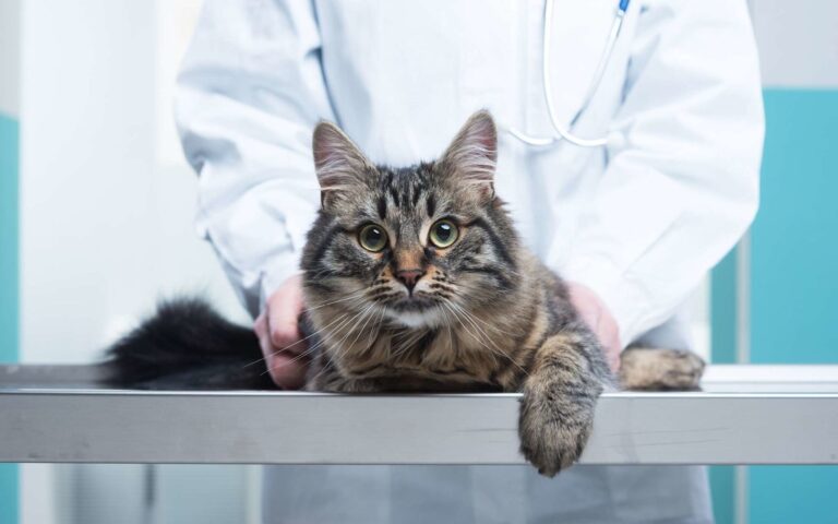 Castrer un chat : avantages et inconvénients