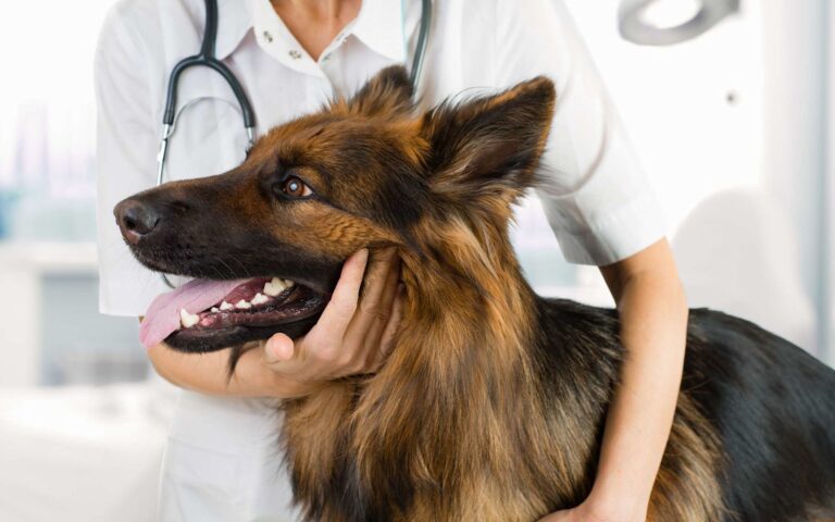 Castration du chien : quels sont les avantages