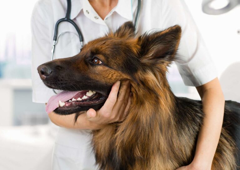 Avantages et inconvénients de la castration du chien mâle
