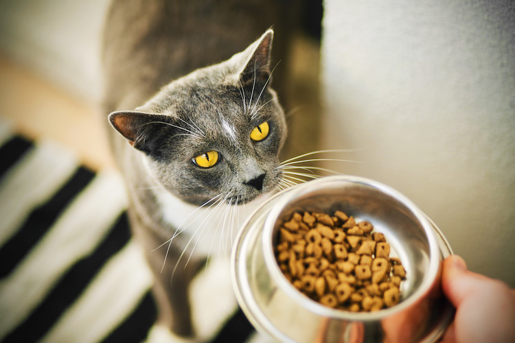 castration chat prise de poids et ob&eacute;sit&eacute;