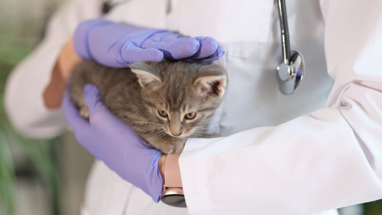 &acirc;ge de castration du chaton