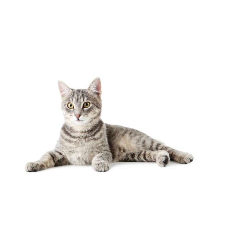 Chat de gouttière