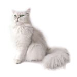 Chat Chinchilla.jpg