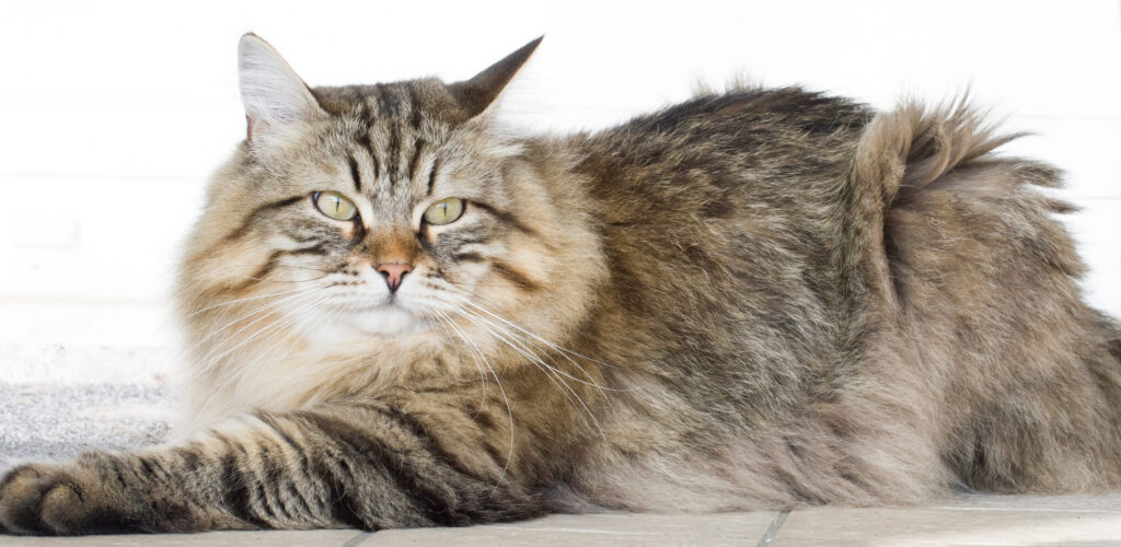 chat siberien tigre couche