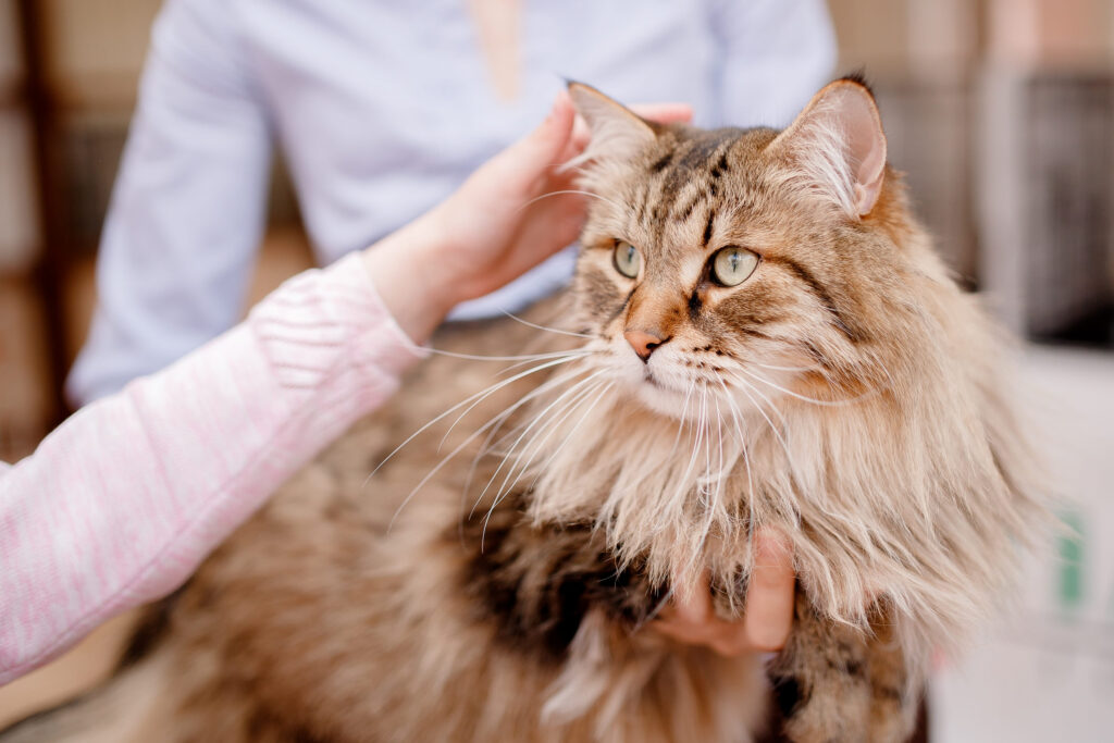 chat siberien dans la main de son maitre