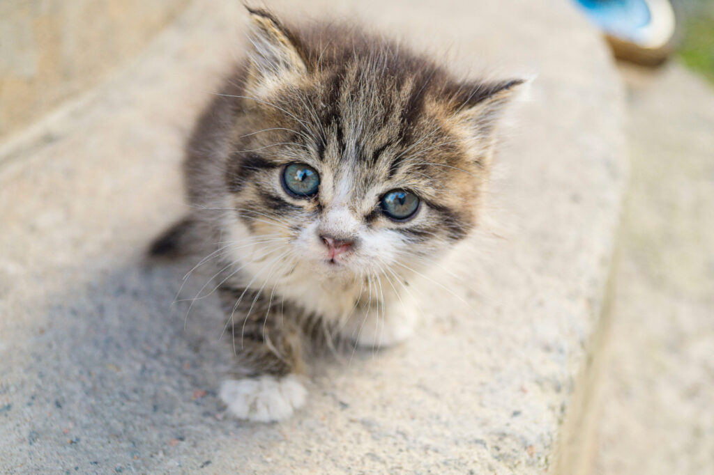 chaton de gouttiere en gros plan sur une marche en pierre
