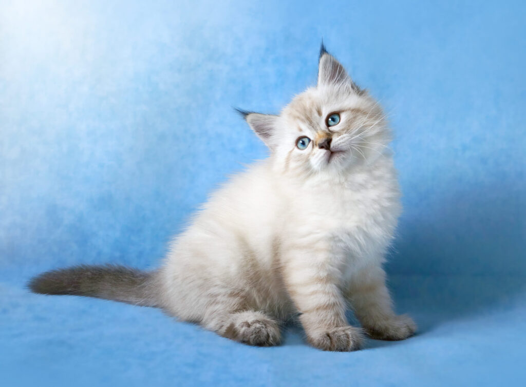 chaton siberien neva masquerade assis