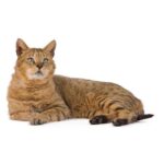 Chausie.jpg