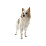 Chien de Berger Islandais.jpg