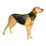 CHIEN COURANT DE SCHILLER.jpg