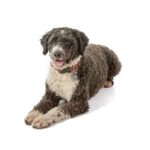 Chien d&rsquo;eau espagnol.jpg