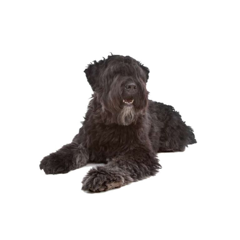 Chien d&rsquo;Eau Romagnol (ou Lagotto Romagnolo)