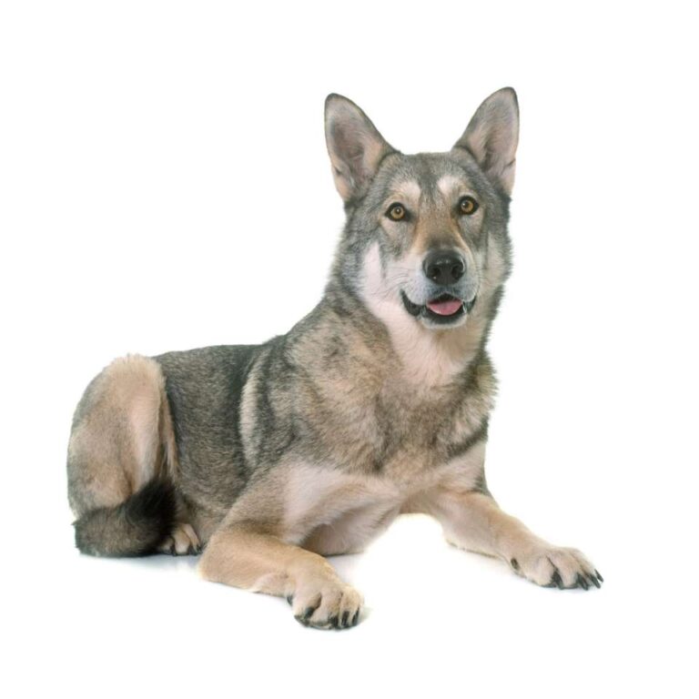 Chien-Loup de Saarloos