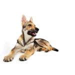 CHIEN LOUP TCHEQUE.jpg