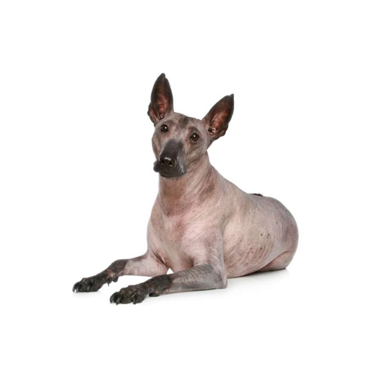Chien Nu du Pérou