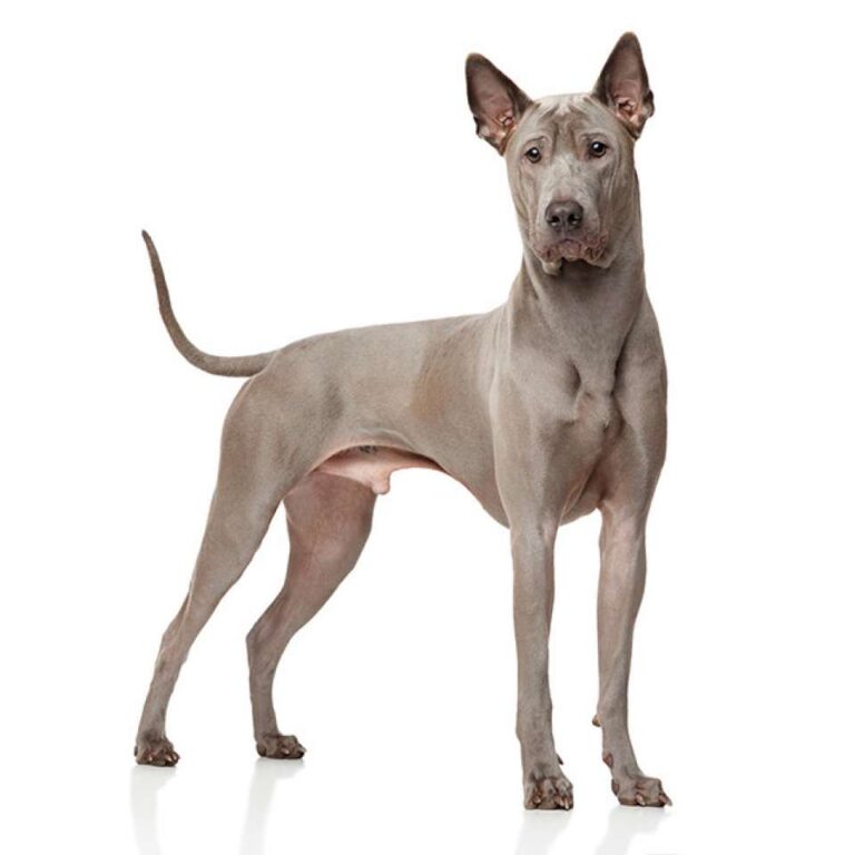 Chien Thaïlandais à Crête Dorsale