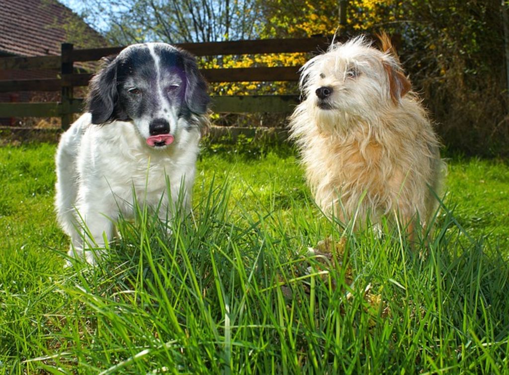 chien en extérieur
