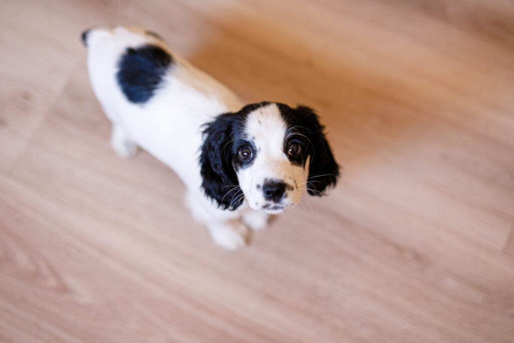 chiot springer anglais regarde l objectif