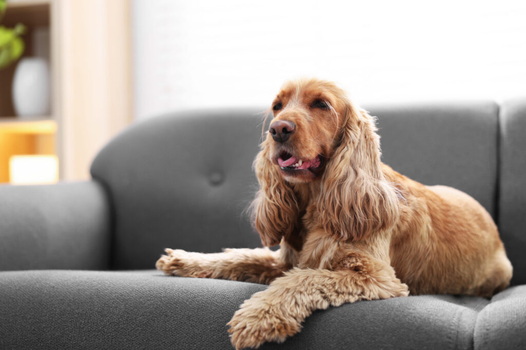 cocker anglais marron sur un sofa