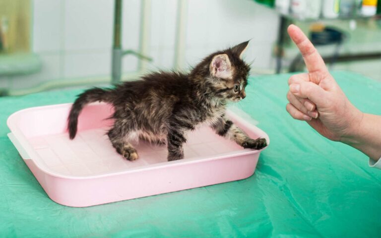 Comment apprendre la propreté à un chaton ?