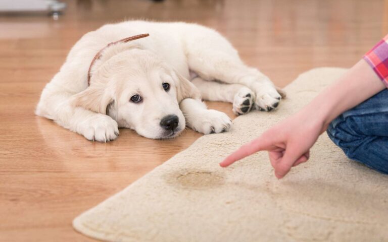 Comment apprendre la propreté à un chiot ?