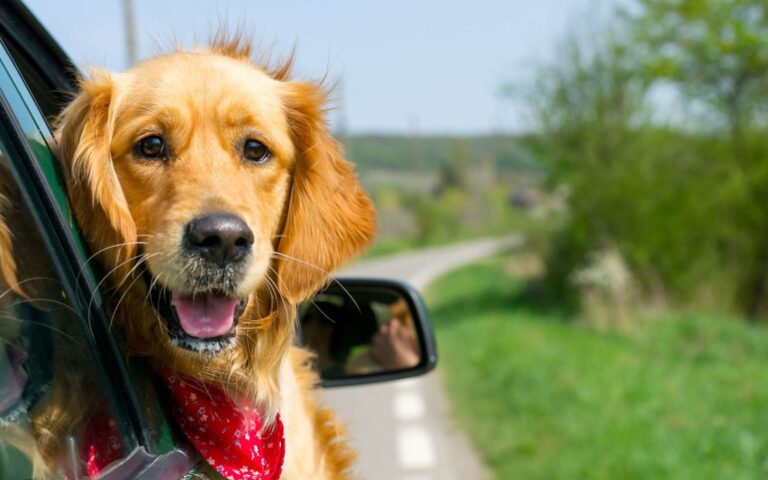 Comment bien voyager avec son chien en voiture ?