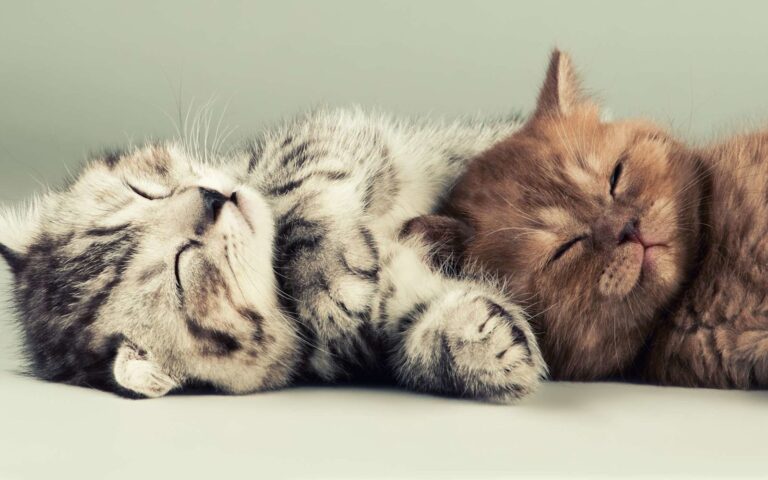 Comment choisir son chaton ?