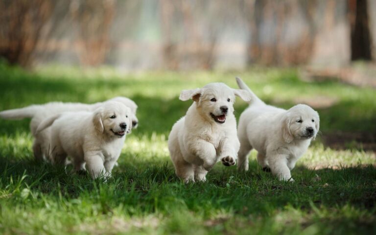 Comment bien choisir son chiot ?
